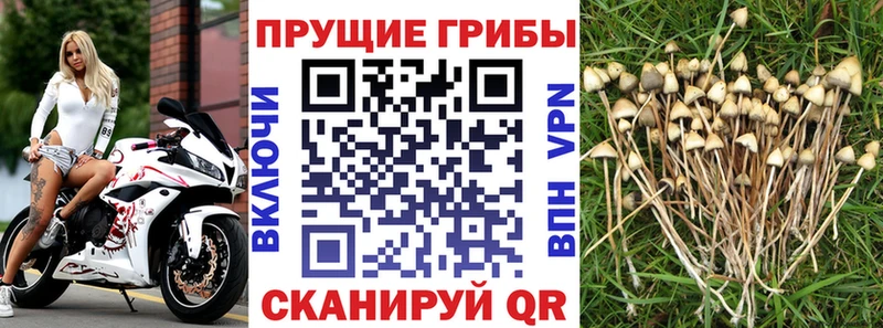 Купить  Невельск  Псилоцибиновые грибы Psilocybine cubensis 